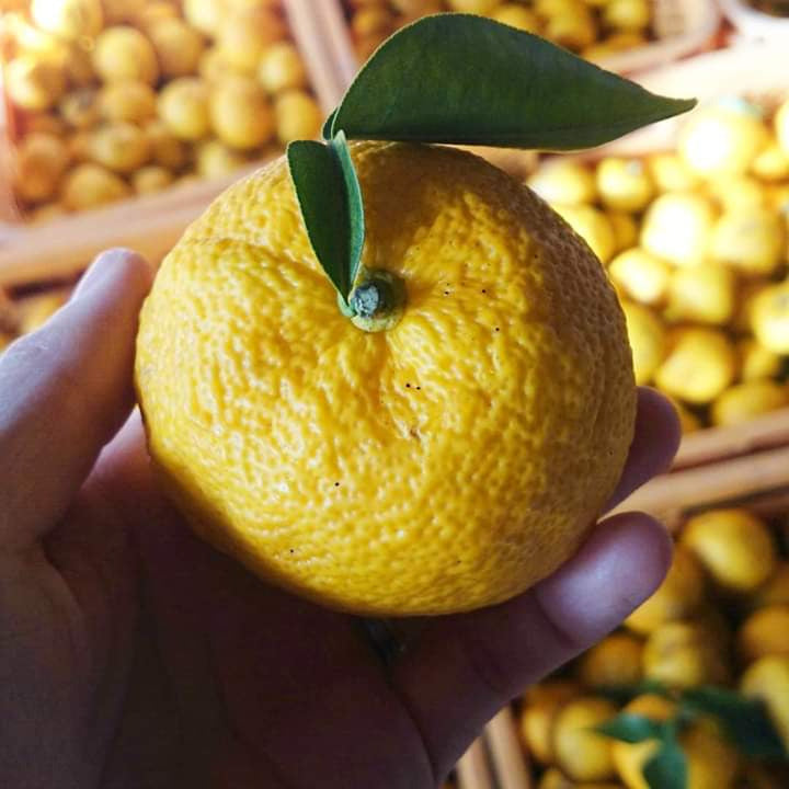 What is Yuzu, actually?